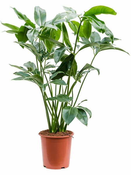 Philodendron green wonder 100cm