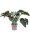 Philodendron Red Beauty 90cm